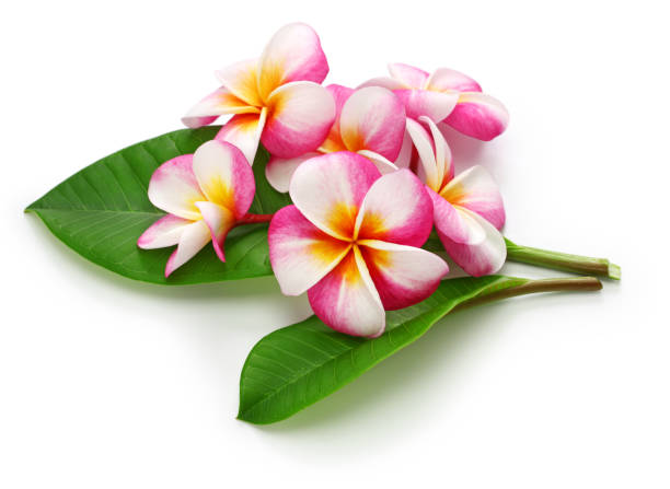 plumeria fiori e foglie - beauty spa massaging spa treatment health spa foto e immagini stock