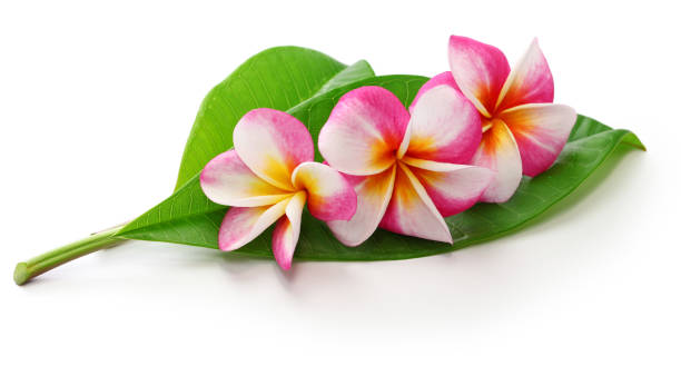 plumeria fiori e foglie - beauty spa massaging spa treatment health spa foto e immagini stock