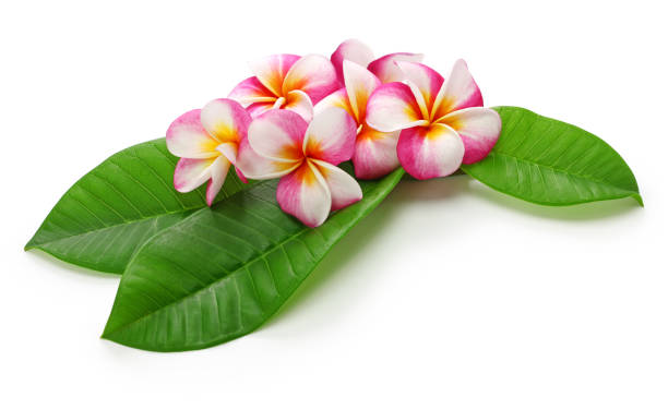 plumeria fiori e foglie - beauty spa massaging spa treatment health spa foto e immagini stock