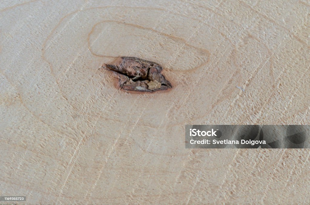 Tree Cut Background Natural Wood Texture Closeup Tree Cut Background Wood Working Timber ...