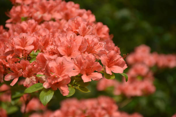 istock Gorgeous Red Azalea Bush in Bloom 1169356324