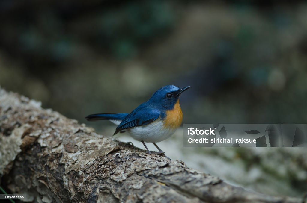 Hill Blue Flycatcher on a branch Hill Blue Flycatcher on a branch (Cyornis banyumas) in tropical forest, Thailand Animal Stock Photo