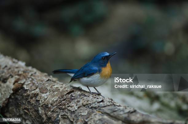 Hill Blue Flycatcher On A Branch Stock Photo - Download Image Now - Animal, Animal Wildlife, Animals In The Wild
