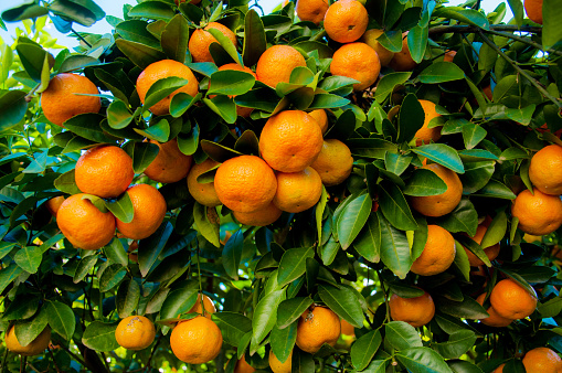 Mandarin tree branches with ripe fruits. Mandarin orange tree. Tangerine.