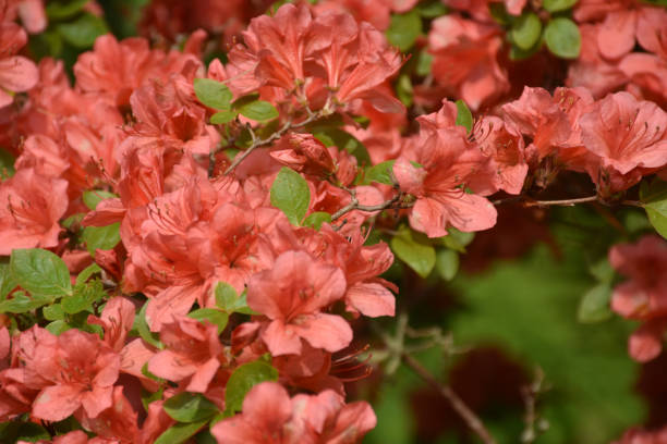 istock Gorgeous Red Azalea Bush in Bloom 1169356445
