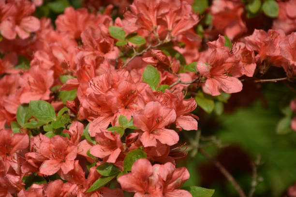 istock Gorgeous Red Azalea Bush in Bloom 1169356982