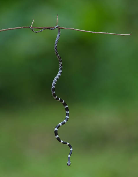 istock Common Bridle Wolf Snake on tree in nature 1169357037