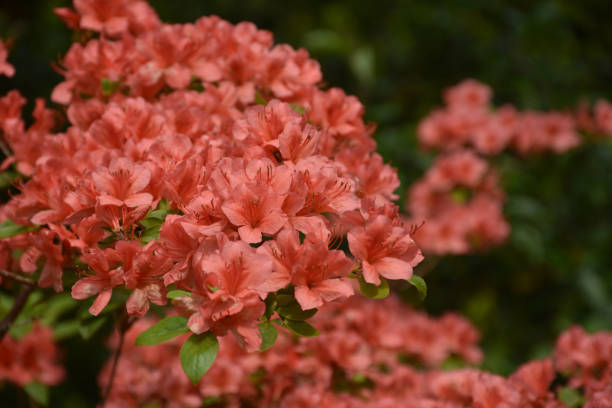 istock Gorgeous Red Azalea Bush in Bloom 1169357066