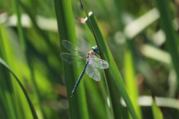 istock Dragonfly sitting on a blade of grass. Blurred background 1169357794