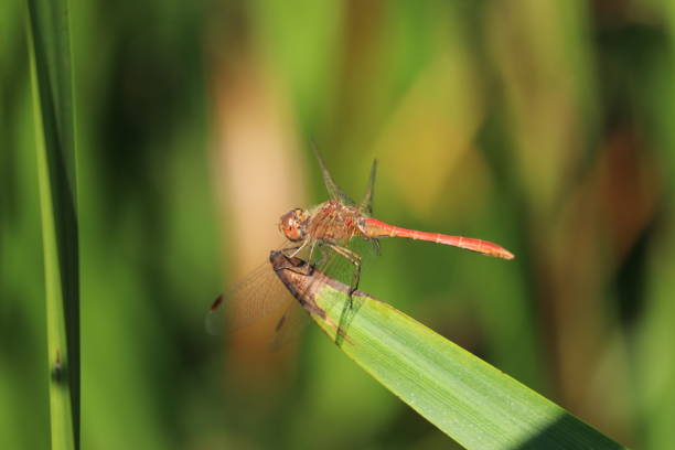 istock Dragonfly sitting on a blade of grass. Blurred background 1169357795