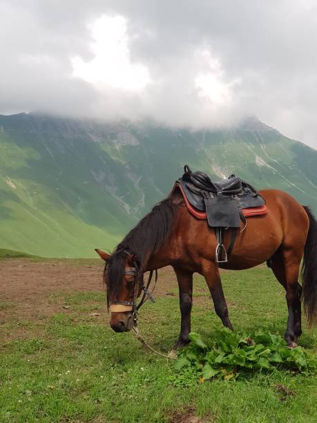 horse on green mountain
