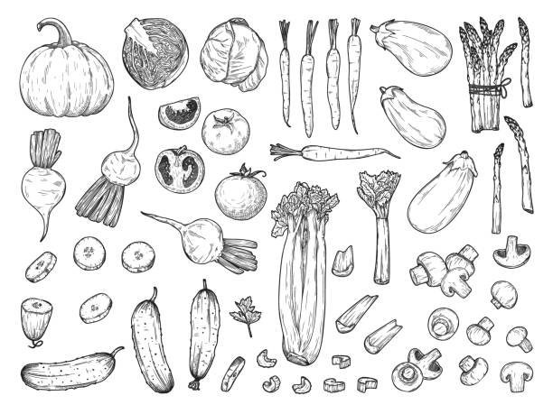 ilustrações, clipart, desenhos animados e ícones de esboço de vegetais diferentes isolados no fundo branco. ilustração do vetor no estilo do esboço. - eggplant vegetable tomato fruit