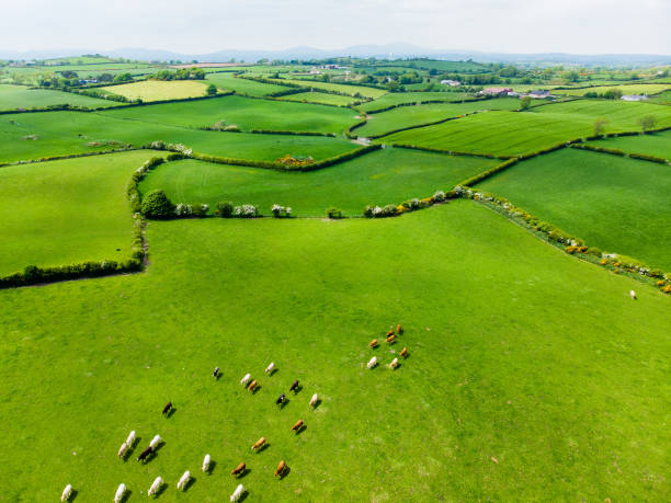 luftaufnahme von endlosen üppigen weiden und ackerland von irland. schöne irische landschaft mit smaragdgrünen feldern und wiesen. - lamb rural scene sheep field stock-fotos und bilder