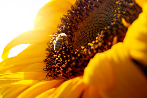Bees collect nectar on sunflower flowers. Bees and sunflowers. Bee on sunflower in the sunshine.