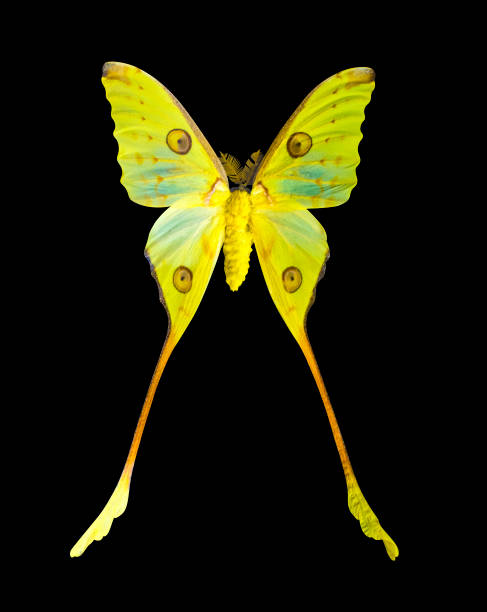 istock Madagascar comet butterfly isolated on black background 1169363506