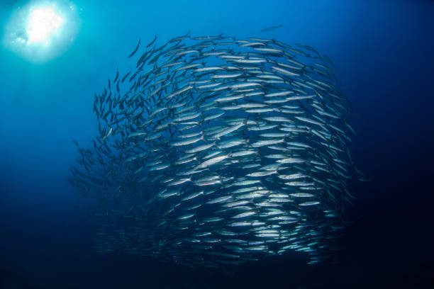 istock Swirl of Fish Barracuda school with sunlight 1169364638