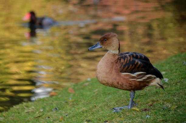 A brown duck standing on a shore of a pond