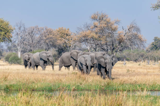 istock Elephants in moremi Game Reserve in Botswana in the okavango Delta 1169365265