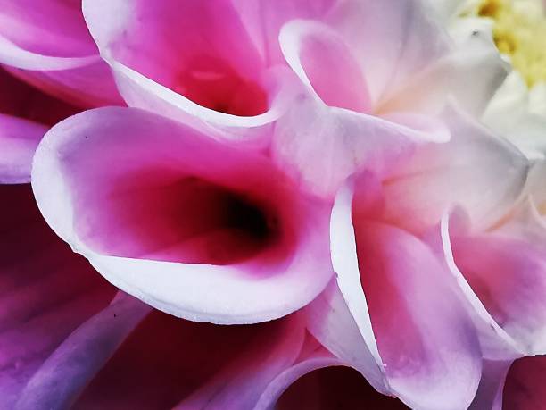 Close up shot to this summer flower