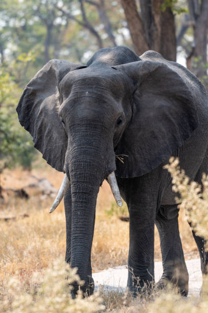 istock Elephants in moremi Game Reserve in Botswana in the okavango Delta 1169366423