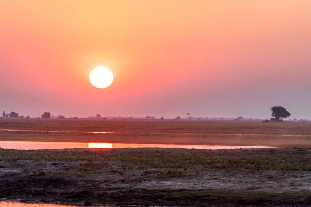 istock Sundown at the chobe river in Botswana in africa 1169367025