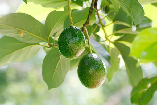Green avocado fruit (Persea americana) on the tree (shallow DOF, focus on fruit skin)