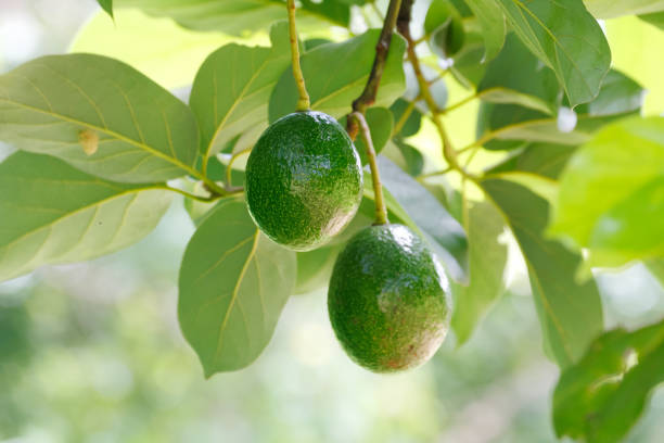 green avocado fruit - persea imagens e fotografias de stock