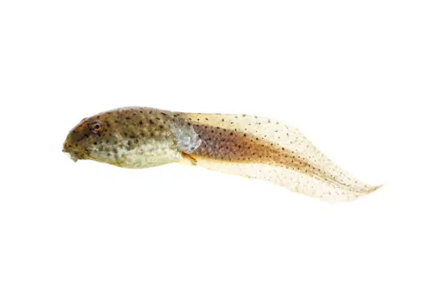 Bullfrog tadpoles with small leg on white background