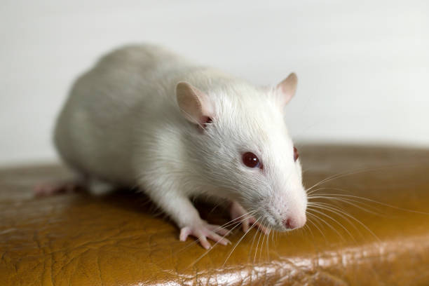 istock White funny domestic pet rat. 1169367761