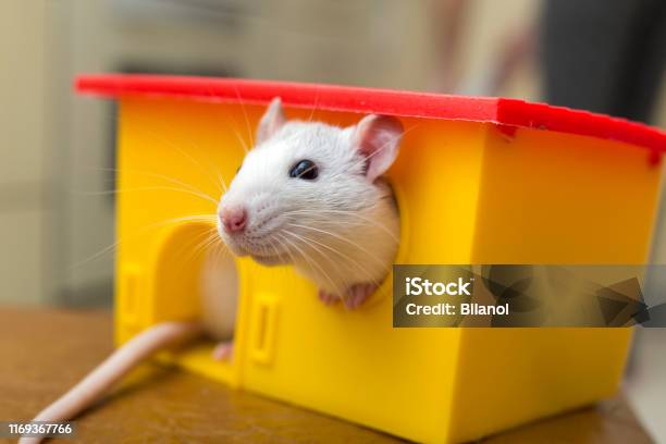 White Funny Domestic Pet Rat And A Toy House Stock Photo - Download Image  Now - Animal Body Part, Animal Head, Animals In Captivity - iStock