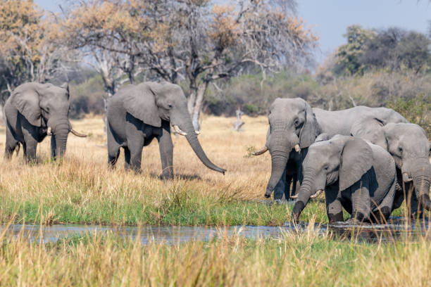 istock Elephants in moremi Game Reserve in Botswana in the okavango Delta 1169368186