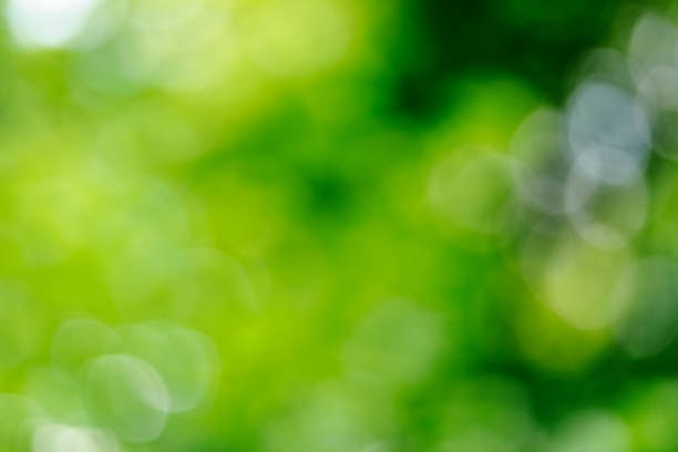 istock Abstract defocused green nature background 1169368396
