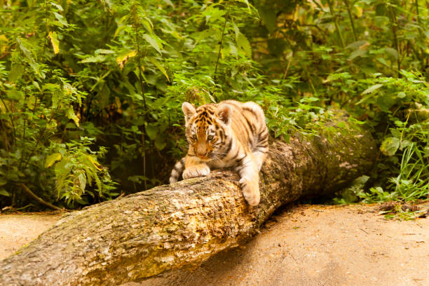 istock Amur/Siberian Tiger Cub on a fallen Tree (Panthera tigris altaica) 1169370135