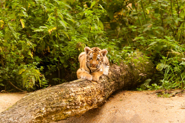 istock Amur/Siberian Tiger Cub On a fallen Tree (Panthera tigris altaica) 1169370136