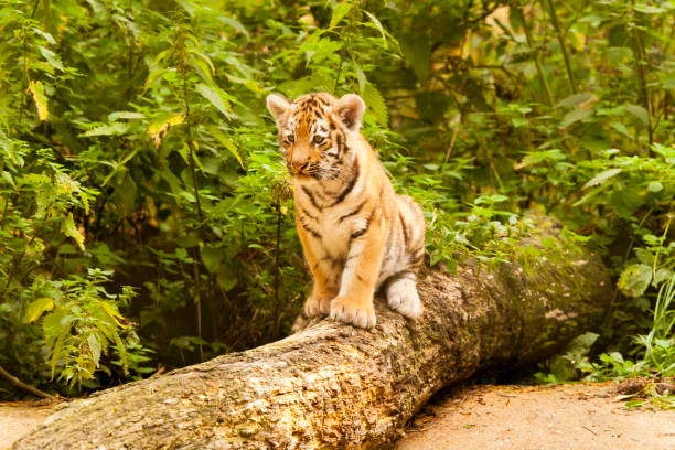 Amur/Siberian Tiger Cub on a fallen Tree (Panthera tigris altaica)