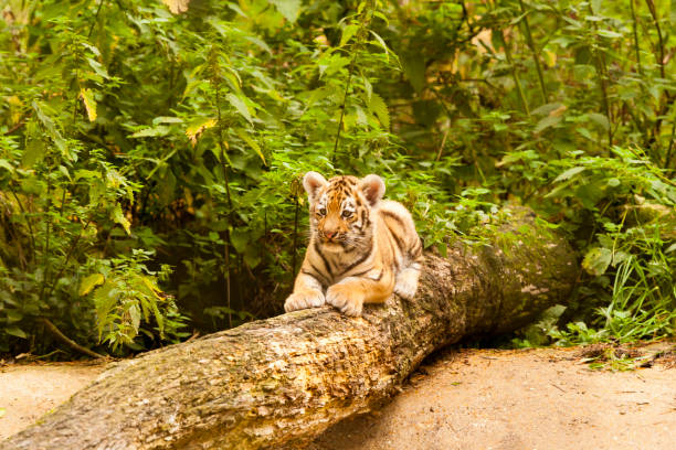 istock Amur/Siberian Tiger Cub on a fallen Tree (Panthera tigris altaica) 1169370138