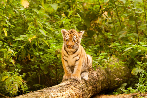 istock Amur/Siberian Tiger Cub on a fallen Tree (Panthera tigris altaica) 1169370171