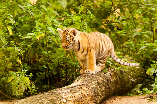 istock Amur/Siberian Tiger Cub on a fallen Tree (Panthera tigris altaica) 1169370172