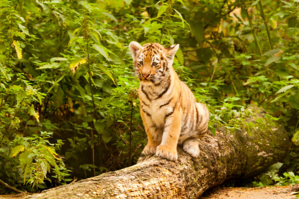 istock Amur/Siberian Tiger Cub on a fallen Tree (Panthera tigris altaica) 1169370173