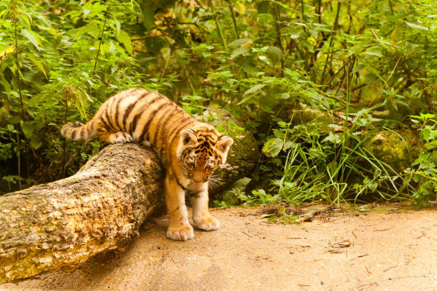 istock Amur/Siberian Tiger Cub on a fallen Tree (Panthera tigris altaica) 1169370174