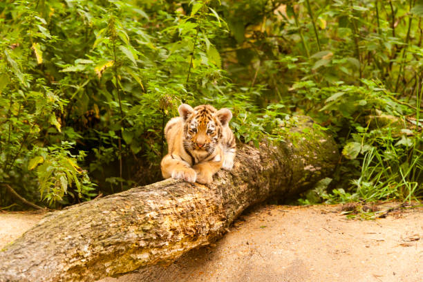 istock Amur/Siberian Tiger Cub on a fallen Tree (Panthera tigris altaica) 1169370175