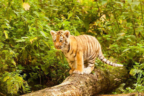 istock Amur/Siberian Tiger Cub on a fallen Tree (Panthera tigris altaica) 1169370176