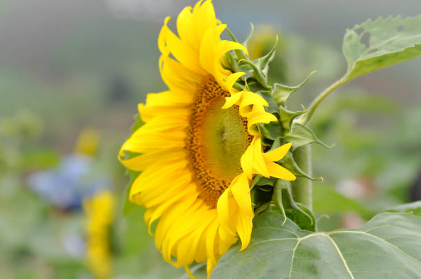 sunflower flower or sunflower in the garden