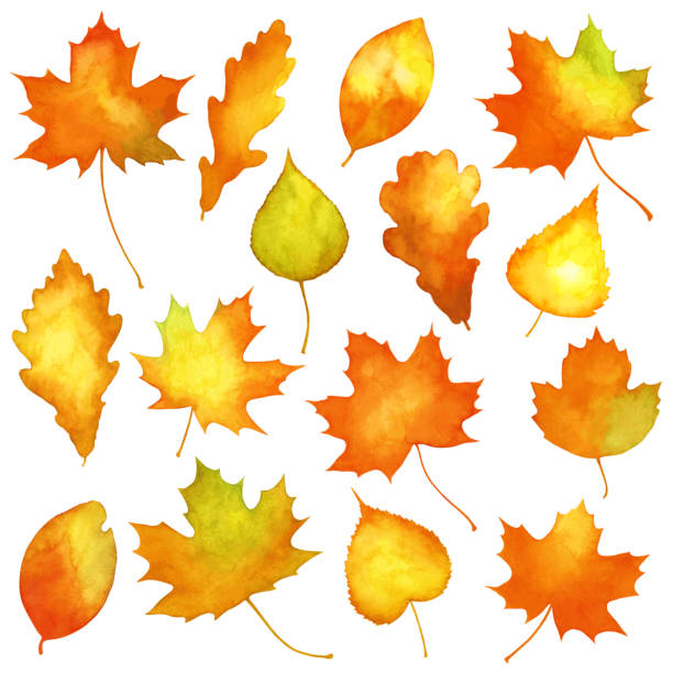 수채화 단풍 - maple leaf illustrations stock illustrations