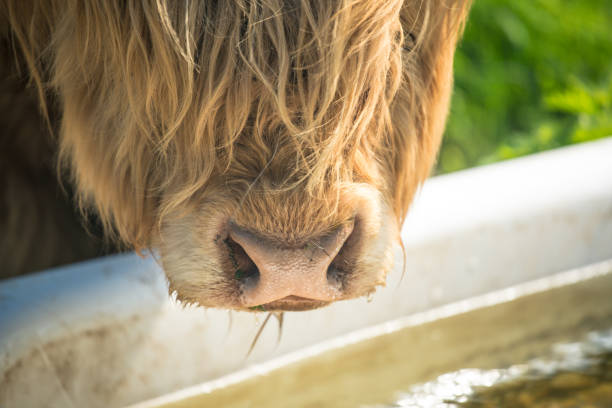 Picture of single young brown highland cattle with blurred background