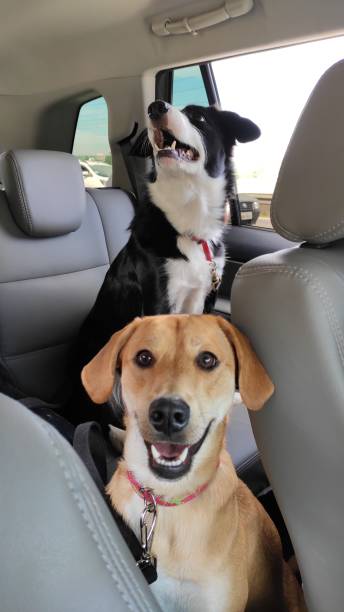 istock Dog and love 1169372284