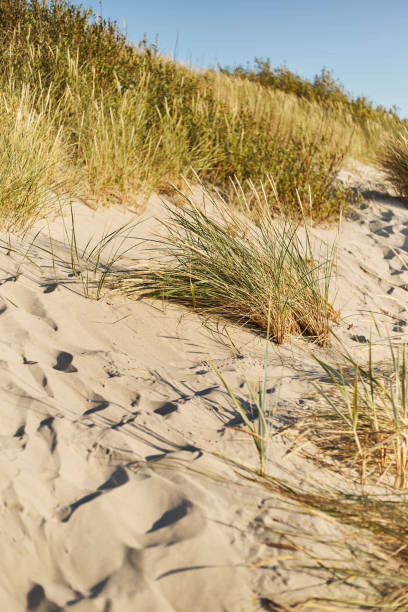 istock Dune Efa. Curonian Spit. Kaliningrad region 1169372326