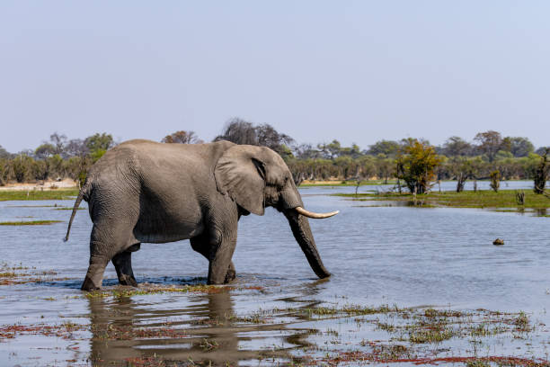 istock Elephants in moremi Game Reserve in Botswana in the okavango Delta 1169375030