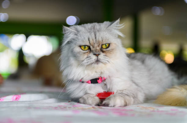 istock Cute gray Persian cat sit on chair, 1169375219