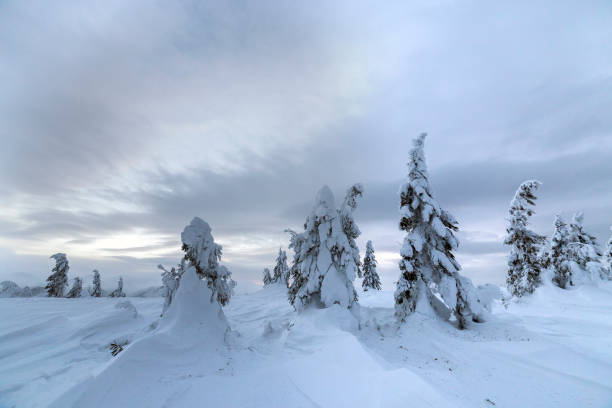 istock Winter mountain blue landscape. Small spruce trees in deep snow on bright cloudy sky copy space background. 1169376677